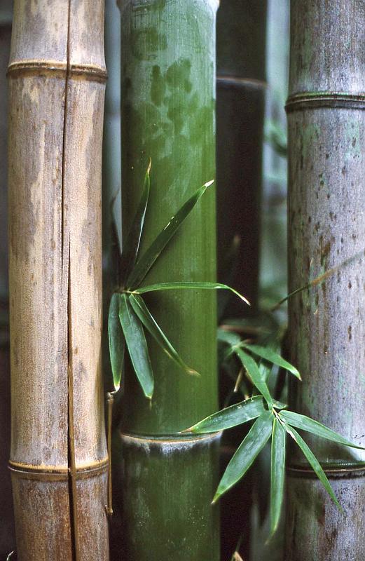 WT 0400 073-15 Australia.jpg